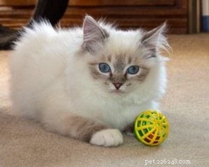 일라리아 로즈 – 이 달의 랙돌 새끼 고양이