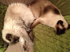 Ragdoll Cat-gedragsproblemen:plassen buiten de kattenbak