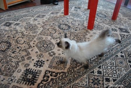 ルディ–今月のラグドール子猫 