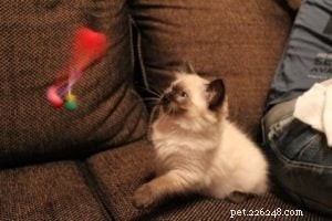 ルディ–今月のラグドール子猫 