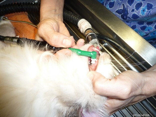 Remoção de cistos dentários e benignos de gato de Trigg