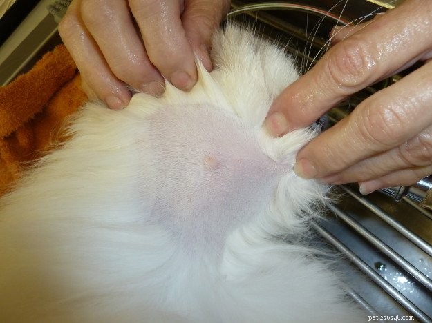 Удаление зубов и доброкачественных кист у кошек Тригга