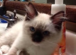 Amos – Ragdoll Kitten van de Maand