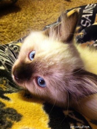 アモス–今月のラグドール子猫 