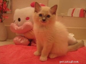 Sonny –今月のラグドール子猫 