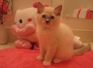 Sonny – Ragdoll Kitten van de Maand