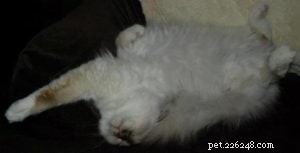 Por que os gatos dormem tanto? A importância de uma soneca para gatos 