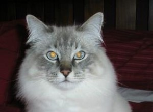 Cotton – Ragdoll of the Week