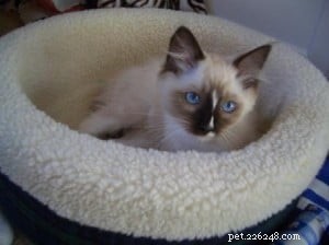Ragdoll 새끼 고양이 입양 – 새끼 고양이를 집으로 데려오기에 적합한 나이는 몇 살입니까?
