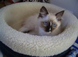 Adoptie van Ragdoll Kitten – Wat is de juiste leeftijd om je kitten mee naar huis te nemen?