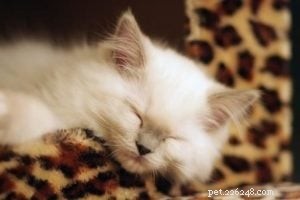 Нала – Рэгдолл-котенок месяца