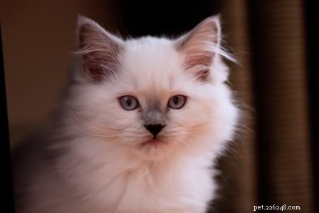 ナラ–今月のラグドール子猫 
