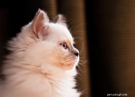 Nala – Ragdoll Kitten van de Maand