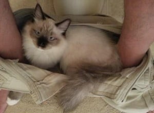 Ragdoll-kattengedrag:klimt je kat in je broek als je op het toilet zit?