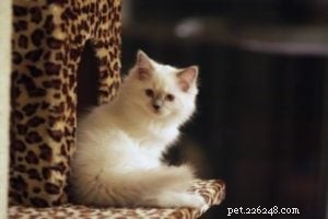 Nala – Månadens Ragdoll-kattunge