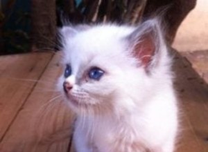 Thor – Ragdoll Kitten van de Maand