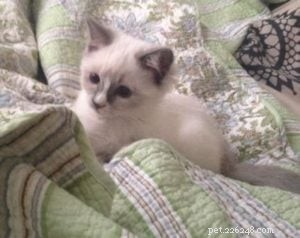 トール–今月のラグドール子猫 