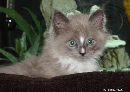 Monroe – Ragdoll Kitten van de Maand