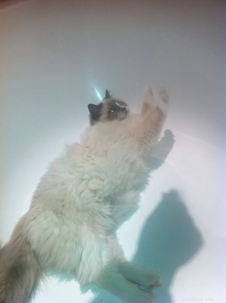 トール–今月のラグドール子猫 