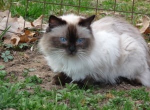 Sassy – Ragdoll týdne