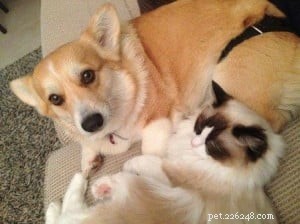 ラグドール猫とコーギー犬 