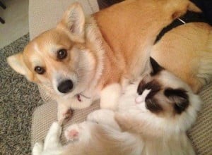 봉제 인형 고양이와 코기 개