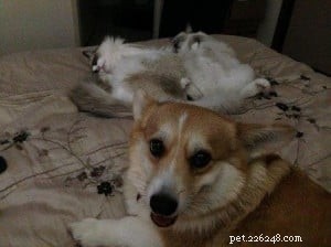 ラグドール猫とコーギー犬 