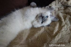 Бакстер – Рэгдолл котенок месяца