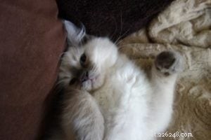 バクスター–今月のラグドール子猫 