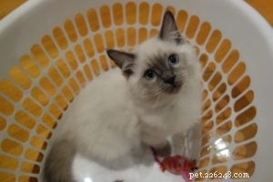 バクスター–今月のラグドール子猫 