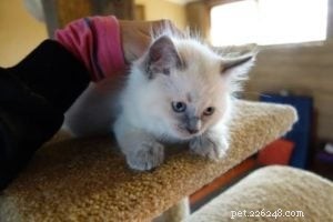 Baxter – Ragdoll Kitten van de Maand