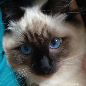 ヘンドリックス–今月のラグドール子猫 