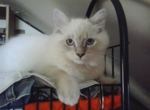 Rocky – Ragdoll Kitten van de Maand