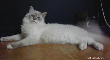 ロッキー–今月のラグドール子猫 