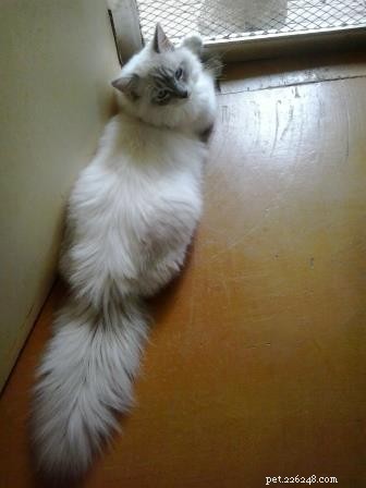 ロッキー–今月のラグドール子猫 