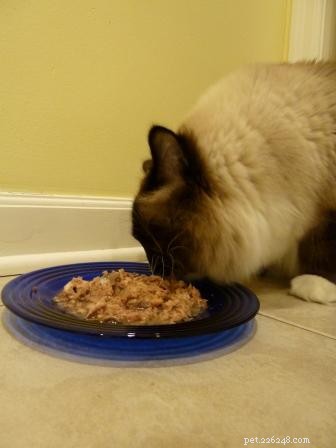 Por quanto tempo você pode deixar comida de gato enlatada molhada?