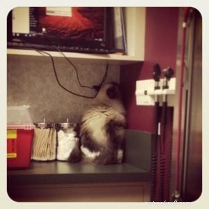 Bojí se vaše kočka veterináře?