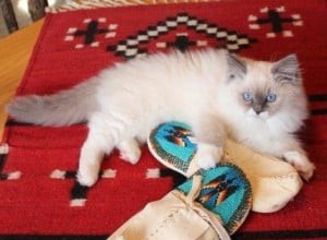 Kelchi – Ragdoll Kitten van de Maand