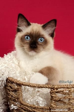 WillowTreeRags Sylbr8 of Magnadolz – Ragdoll Kitten of the Month