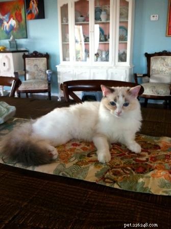 Gracie, Josie &Annie – Ragdoll kočky týdne