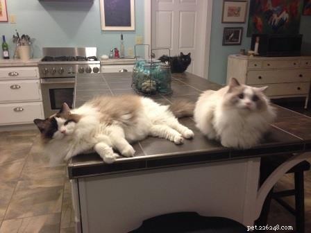 Gracie, Josie &Annie – Veckans Ragdoll Cats