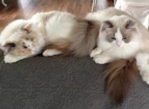 Gracie, Josie &Annie – Ragdoll Cats of the Week