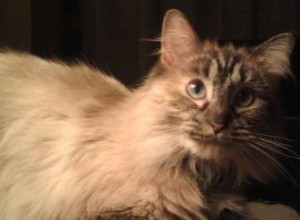 Sky – Ragdoll van de week