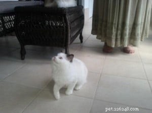 ポパイとオリーブ–今月のラグドール子猫 
