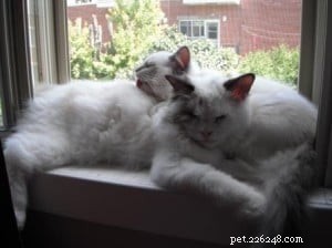 Popeye en Olive – Ragdoll Kittens van de Maand