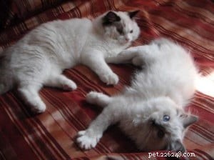 Popeye e Olive:i gattini Ragdoll del mese