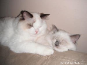 Попай и Олив – Рэгдолл котята месяца