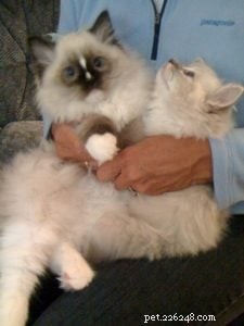 Eén Ragdoll Kitten vs. Twee Ragdoll Kittens