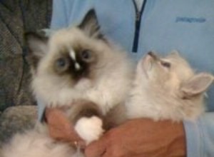 Eén Ragdoll Kitten vs. Twee Ragdoll Kittens