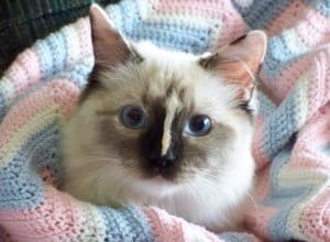 Abbie – Ragdoll van de week